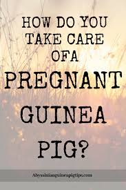 Pin On Guinea Pigs