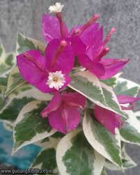 Cara merawatnya pun tidak susah terlebih lagi petunia sering difavoritkan sebagai tanaman gantung outdoor karena petunia merupakan tanaman hias gantung yang tahan panas. 10 Jenis Nama Nama Bunga Yang Termasuk Tanaman Hias Outdoor Gudang Bibitku