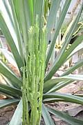 Image result for Euphorbia neopolycnemoides