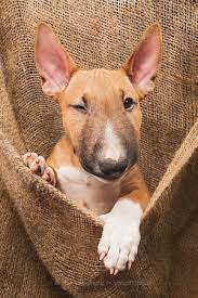 Uzur pronunciation with translations, sentences, synonyms, meanings, antonyms and more. Elke Vogelsang Wieselblitz Photos 500px Bullterrier Hunde