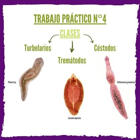 Clases pertenecientes al Filo Platelmintos: “Clase Turbelarios” (Planaria sp.), “Clase Tremátodos” (Fasciola hepatica), “Clase Cestódos” (Echinococcus granulosus).