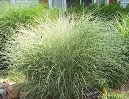 Eulalie Roseau De Chine Morning Light Miscanthus Sinensis Gramineas Plantas