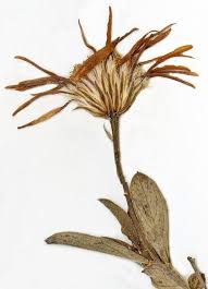 Image result for Bouffordia