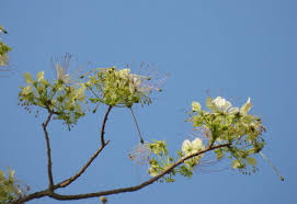 Image result for Cladostemon kirkii