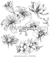 Animované obrázky brouka pro štěstí. Najdete Stock Snimky Na Tema Rucne Kreslene Kvetiny V Hd A Miliony Dalsich Stock Fotografii Pencil Drawings Of Flowers Flower Drawing Tutorials Flower Drawing