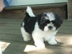 Shih Tzu Names - Adorable To Awesome Ideas For Naming Your ...