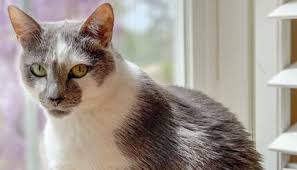 Labor takes place in 3 stages: Cats May Recognize Their Own Names But It Doesn T Mean They Care Smart News Smithsonian Magazine