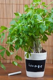 Cut the video online and create a new one of the required length in pixiko video editor. Can You Grow Lovage In Pots Tips For Growing Lovage In A Container