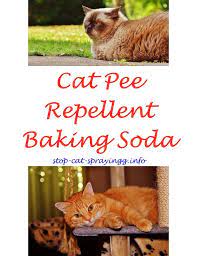 Clean Cat Spray Baking Soda Cat Urine Smells Flea Spray For Cats Cats