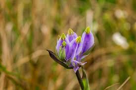 Image result for Burmannia