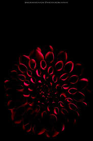 Flower With Black Background Feuerblume By Ingenhoven Photography Via 500px Flowers Dark Background Photography Colorful Flowers