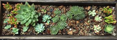 Ultra fast draining design helps prevent root rot and over watering. Succulent Garden Bonsai Jack Soil Happy Plants Bonsai Garden Succulents Garden Succulents