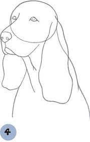 How To Draw Dogs Springer Spaniel Sketch Coloring Page | Spaniel Art, Dog  Drawing, Drawings