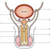 Male reproductive organs include the penis, testes, and epididymis. 1