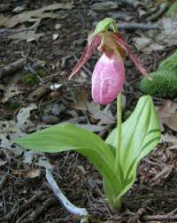 File:Pink Lady's Slipper 3.jpg - Wikimedia Commons
