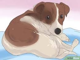 Jack russel dog terrier cute animal pet snout sweet dear. Jack Russel Terrier Glucklich Machen Mit Bildern Wikihow