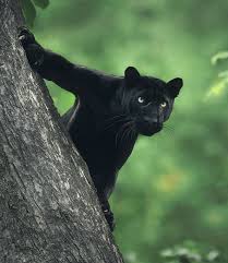 Wildlife Photographer Captures Beautiful Shots Of A Black Panther In The Jungle Animals Big Cats Animals Beautiful