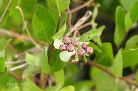 Image result for Ipomoea marginata