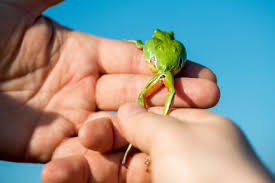Their color can lighten or darken in a few minutes. What Do Tree Frogs Eat Pet Ponder