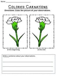 Colored Carnations Science Fair Projects Science Fair Science Experiments For Preschoolers