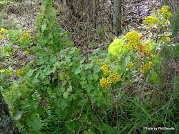 Image result for Delairea odorata