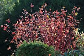 Rotholz Hartriegel Purpur Hartriegel Sibirica Cornus Alba Sibirica Baumschule Horstmann Hecke Pflanzen Winterschneeball Blutpflaume