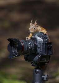 Ein Eichhornchen Macht Fotos Animals Cute Animals Animal Photography