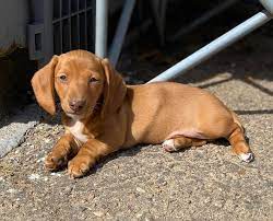 Maybe you would like to learn more about one of these? One Beautiful Chocolate Rumor S Dazzling Dachshunds Facebook