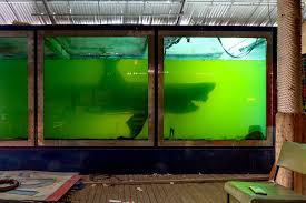 This Abandoned Melbourne Wildlife Park Features A Decaying Shark Wildlife Park Great White Shark White Sharks