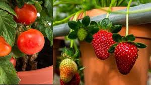 Bila kamu berminat untuk menanam tanaman buah dalam pot yang bisa berbuah cepat, jangan lupa untuk terus simak ulasannya berikut ini. Trik Agar Tanaman Atau Pohon Di Dalam Pot Cepat Berbuah Ikuti Langkah Langkah Ini Tribun Pekanbaru