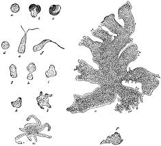 Image result for Chlorophytum macrosporum