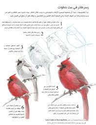 drawing birds in arabic john muir laws bird drawings bird painting acrylic watercolor bird