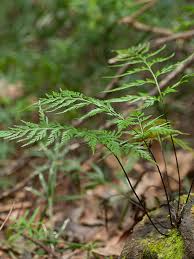 Image result for Christella burundensis