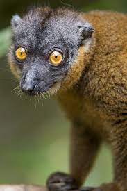 Shy Lemur Lemur Animals Beautiful Primates