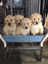 Giving them a good brush once a week or a few times a week should keep their coats shiny and healthy. My Best Friends 4 Week Old Golden Retriever Pups Aww