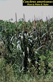 Image result for Cenchrus americanus