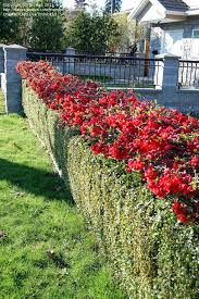 Get the best deal for flowering quince from the largest online selection at ebay.com. Flowering Quince Ichaenomeles Japonica I Trained Into Hedge Top Chaenomeles Flowering Quince Hedges