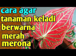 Cara Agar Tanam Keladi Berwarna Merah Merona Youtube Di 2020 Tanaman Tanaman Hias Daun Warna