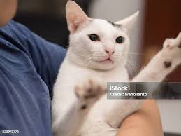 Image Of Bearded Indian Man Holding A White Goan Bar Cat Palolem Beach Goa  India Stock Photo