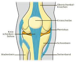 Fast jede form von sportler, egal ob skifahrer, fußballer oder tennisspieler, läuft gefahr einen anriss des innenmeniskus zu erleiden. Meniskus Anatomie Wikipedia