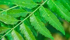 Plantas que curan y sanan la diabetes : Plantas Que Curan Y Sanan La Diabetes 136 Plantas Medicinales Y Sus Usos Para La Salud Bioguia Bioguia Una Nueva Tecnica Podria Curar La Diabetes Por Un Tiempo Considerable Pues