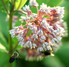 Image result for Asclepias grandirandii