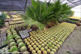 Terdapat begitu banyak perkara yang boleh dilakukan, anda mungkin mahu tinggal seminggu lagi atau lebih lama untuk mengalami semuanya. Sunland Cactus Nursery