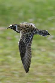 Pacific Golden Plover In Flight Golden Plover Pet Birds Beautiful Birds