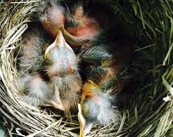 Maybe you would like to learn more about one of these? American Robin Nestling Chick Development Photos Of Baby Robins From Egg To Fledgling Betty 2015