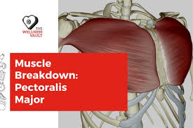 Pectoralis muscle, any of the muscles that connect the front walls of the chest with the bones of the upper arm and shoulder.there are two such muscles on each side of the sternum (breastbone) in the human body: Muscle Breakdown Pectoralis Major Your House Fitness