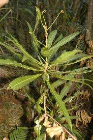 Image result for Hugonia