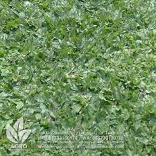 Jual tanaman rumput gajah mini untuk taman, termasuk tanaman ground cover alias penutup tanah, jadi rumput ini ditanam untuk menutupi areal kosong taman supaya tertutup rapi dengan tanaman.memilih tanaman ini menjadi pilihan yang bijak, karena rumput gajah tak hanya menutupi spot tanah kosong, namun juga warnanya yang hijau membuat mata melek, tinggi tak seberapa dan perawatannya juga sangat. Jual Bibit Rumput Gajah Mini Agro Bibit Id