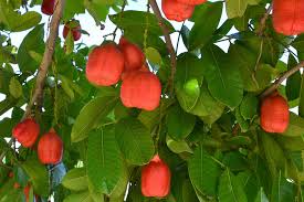 Image result for Blighia