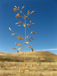 Image result for Eragrostis nindensis